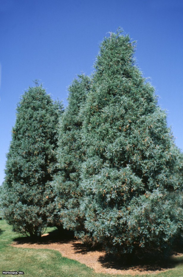 Colorado Kırmızı Sediri