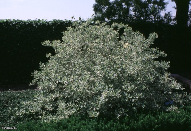 Kızılcık Kızılcık