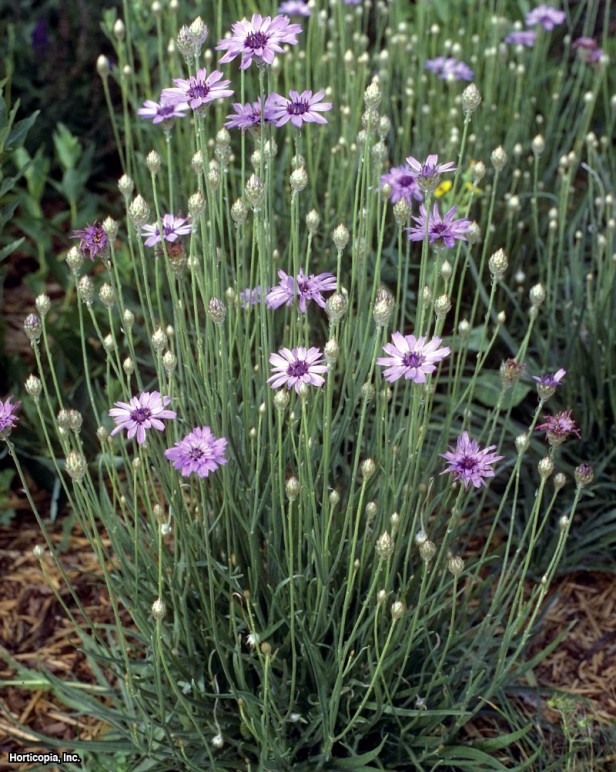 aşk tanrısının dartı