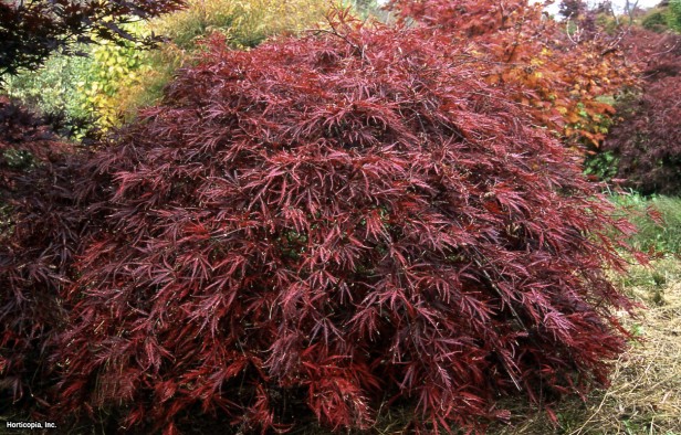 Japon Yapraklı Akçaağaç