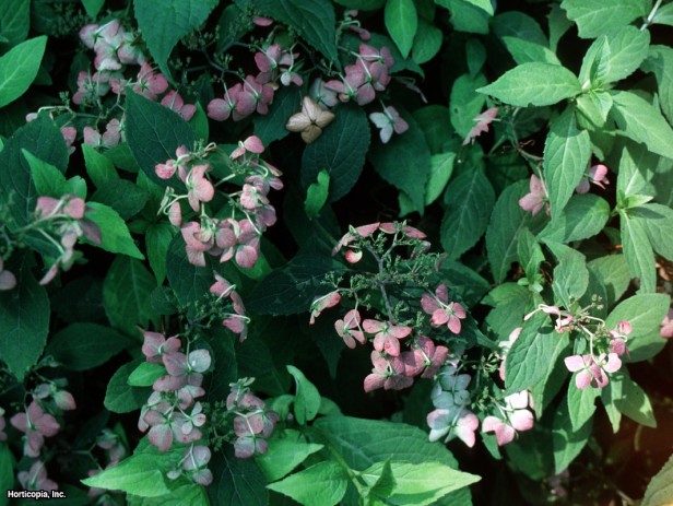 Testere Dişi Ortanca