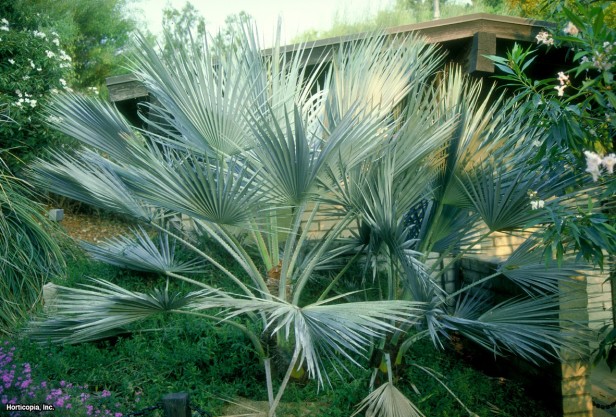 Meksika Mavi Palmiyesi