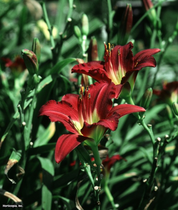 Daylily