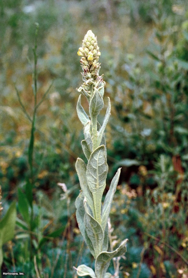 ortak sığırkuyruğu