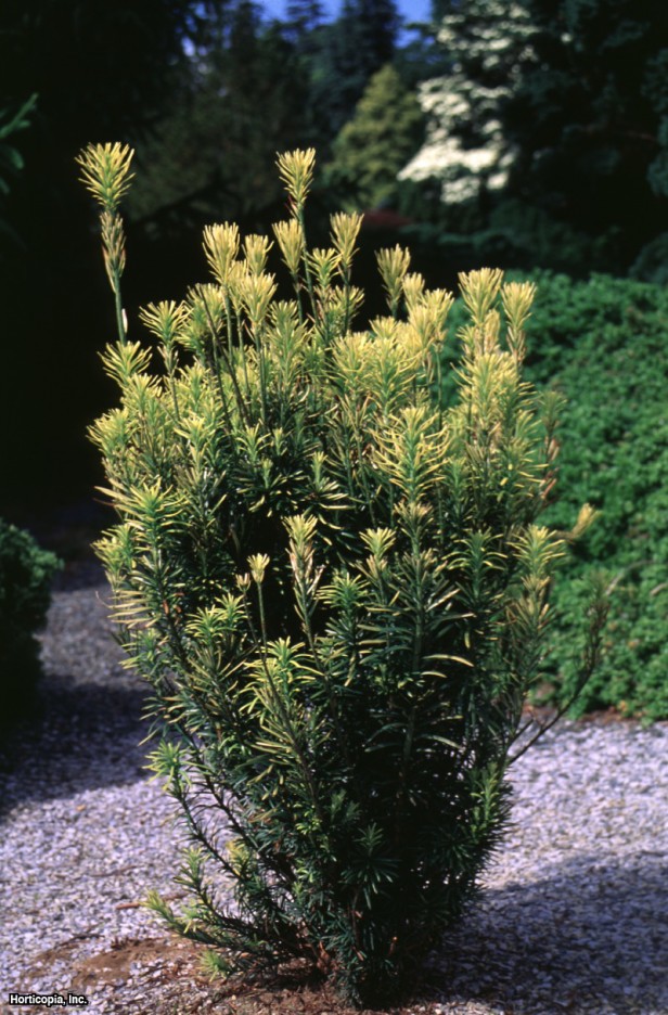 İnek Kuyruğu Çamı