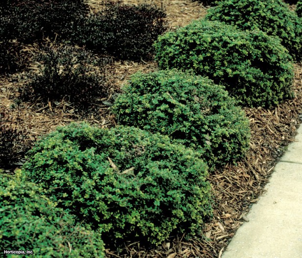 Japon çobanpüskülü