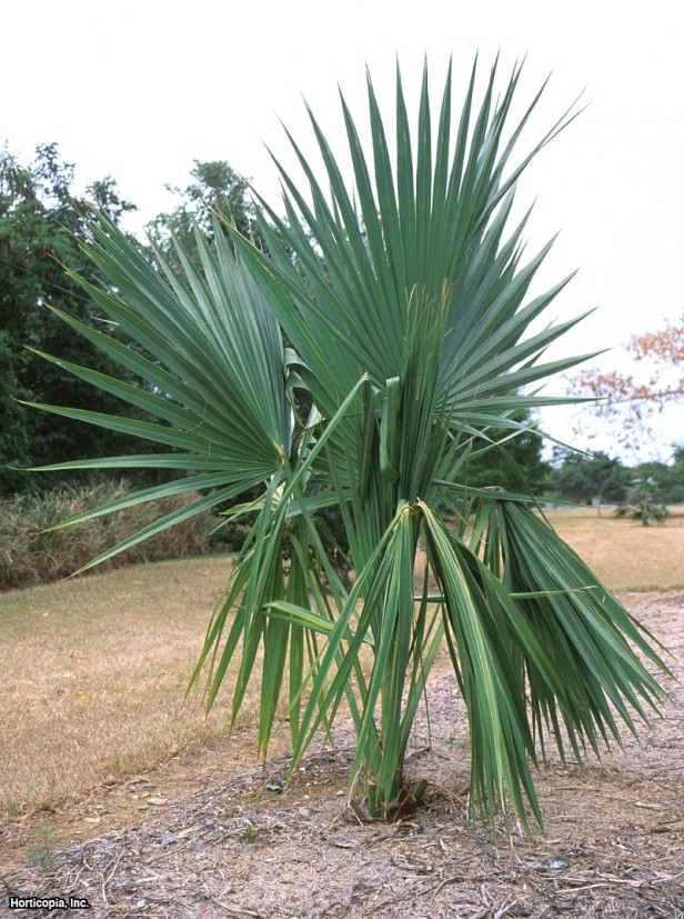 İspanyol Palmetto