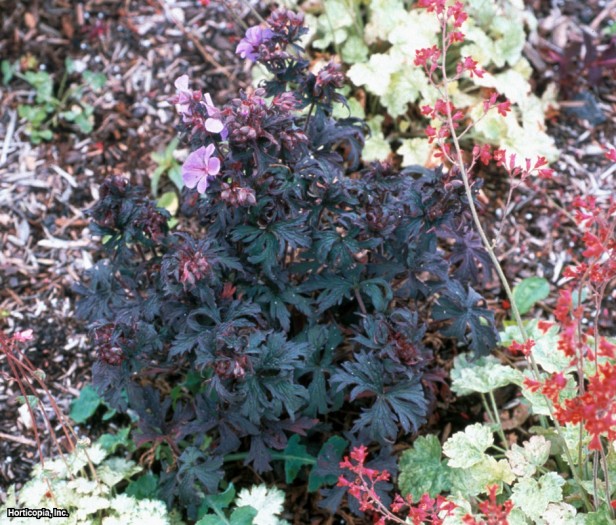 çayır turna gagası