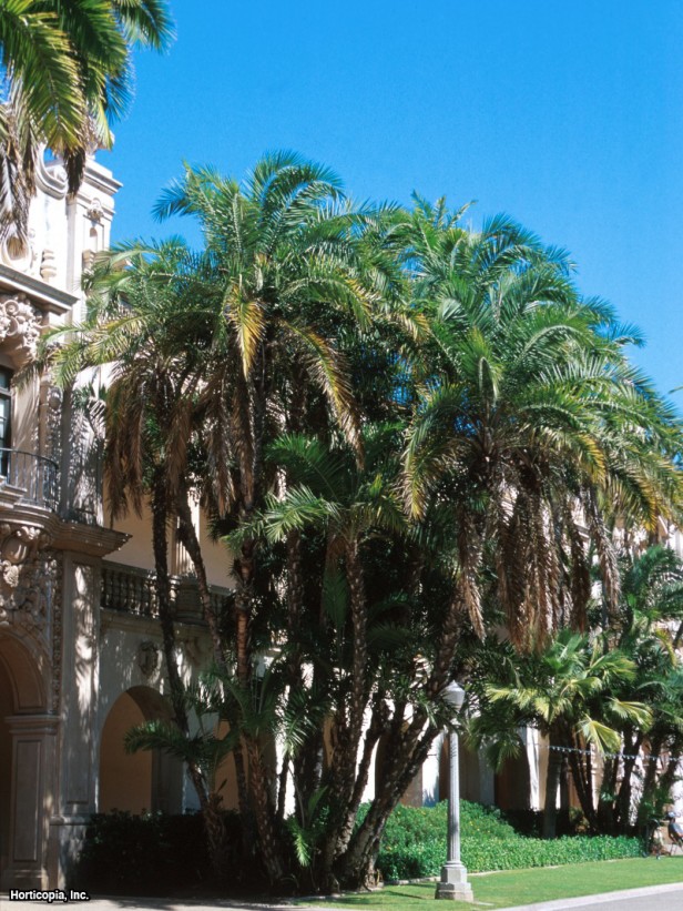 Hindistan Hurma Ağacı