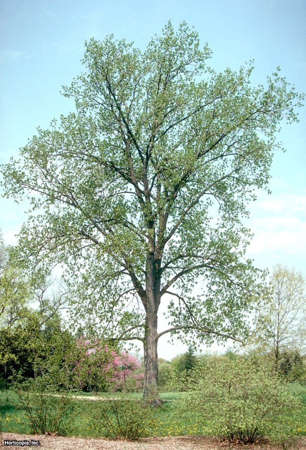 Doğu Cottonwood