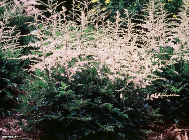Cüce Astilbe