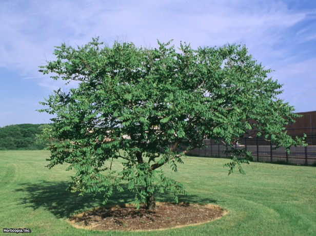 Altın Yağmur Ağacı