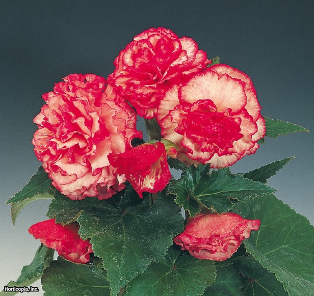 Hibrit Yumrulu Begonya