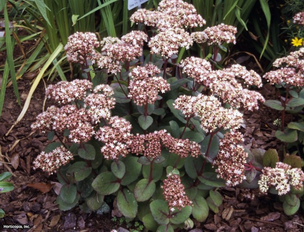 Sedum