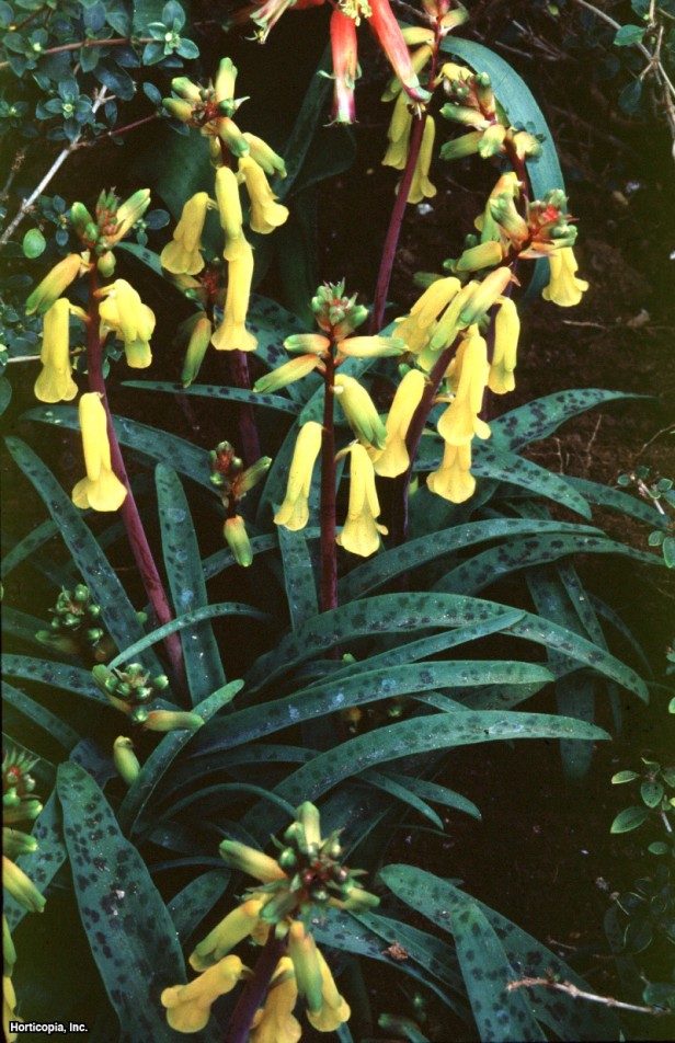 Cape Çuha Çiçeği