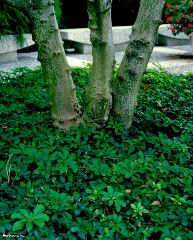 Japon Pachysandrası