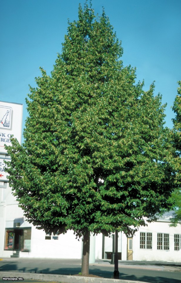 Küçük Yapraklı Ihlamur