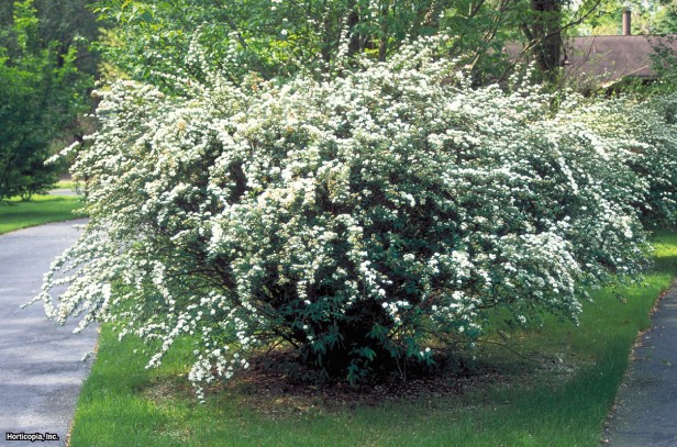 Reeve'in Spirea'sı