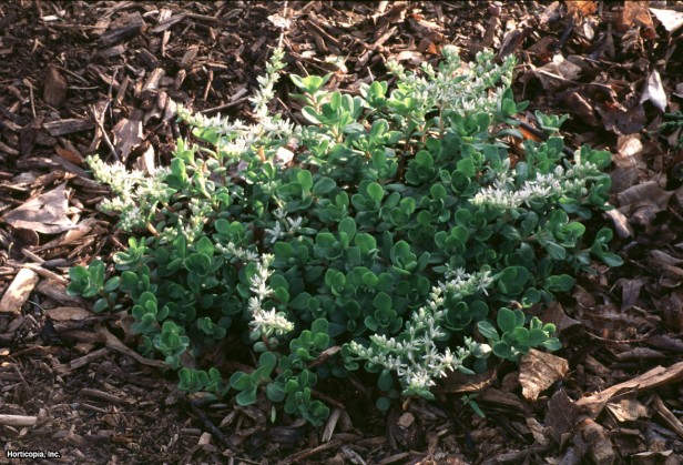 Vahşi Sedum