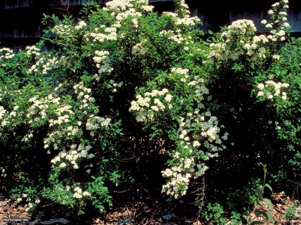 Nippon Spirea