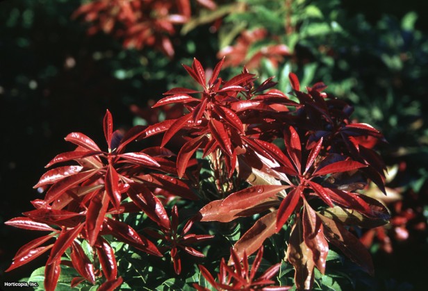 Vadideki Zambak çalısı