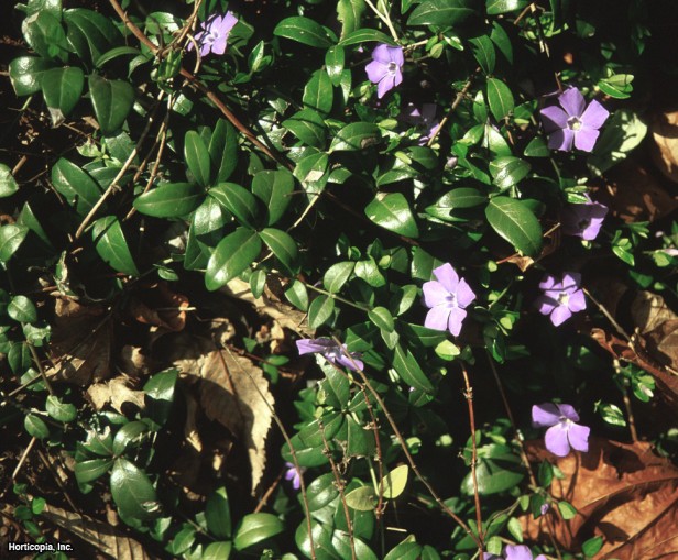 Ortak Cezayir menekşesi