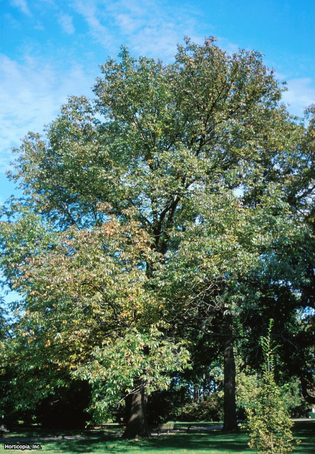 Düz Yapraklı Karaağaç