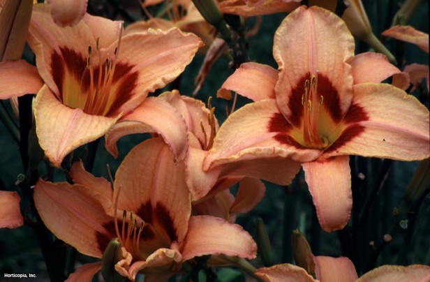 Daylily