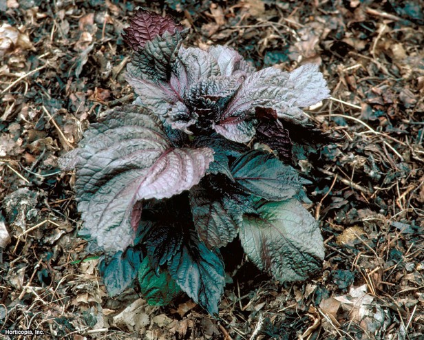 Serpme Biftek Tesisi