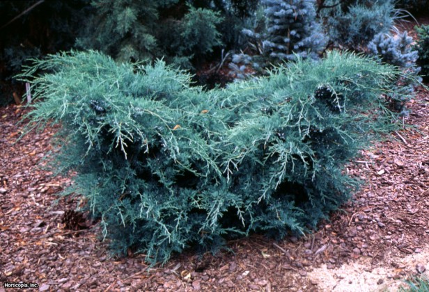 Doğu Kızıl Sediri