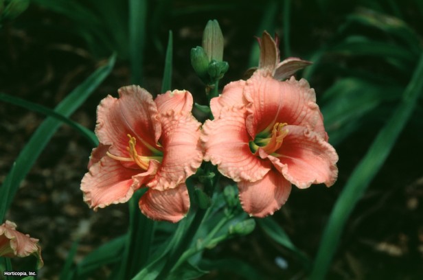 Daylily