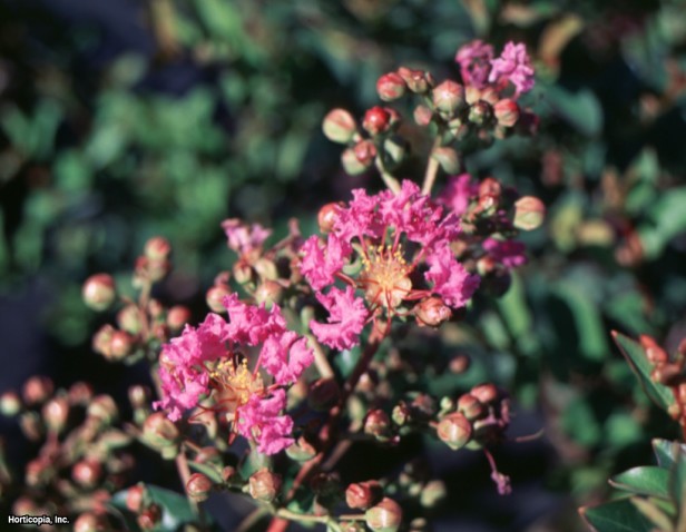 Crapemyrtle
