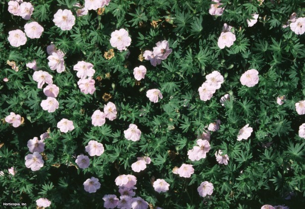 Cüce Kan Kırmızı Turna Gagası