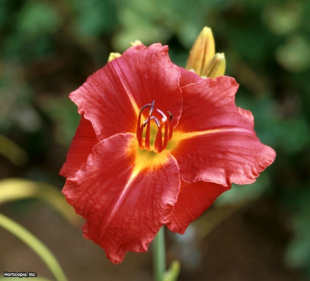 Daylily