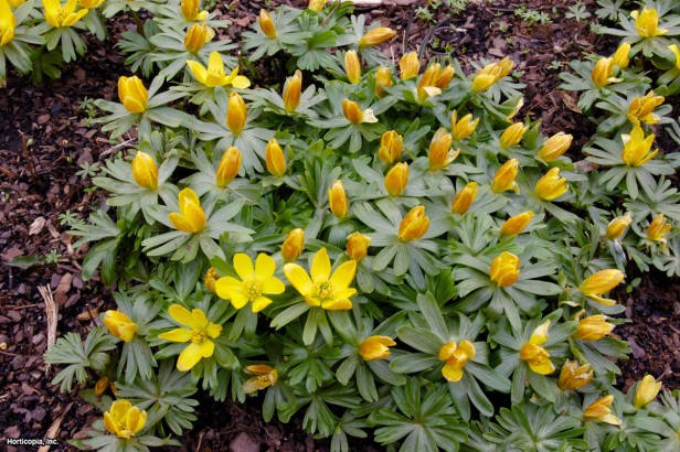 Kış Aconite