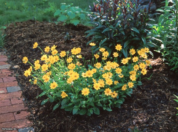 Kulaklı Coreopsis