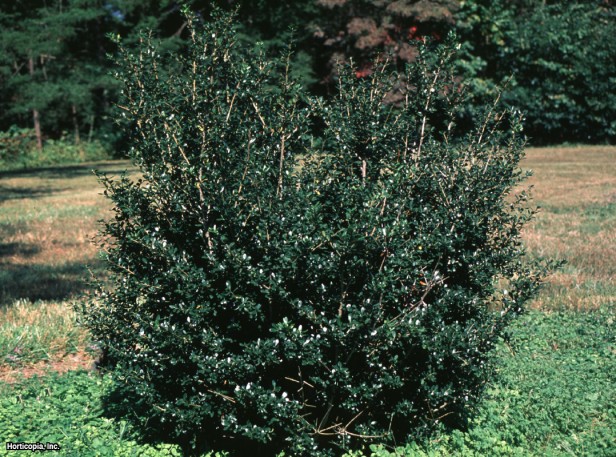 Japon çobanpüskülü