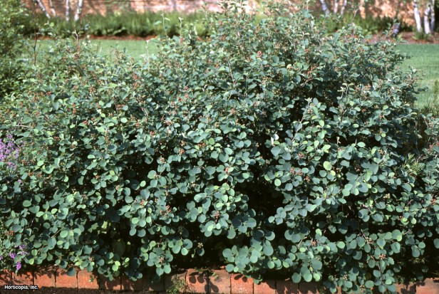 Cüce Bahçe Serviceberry