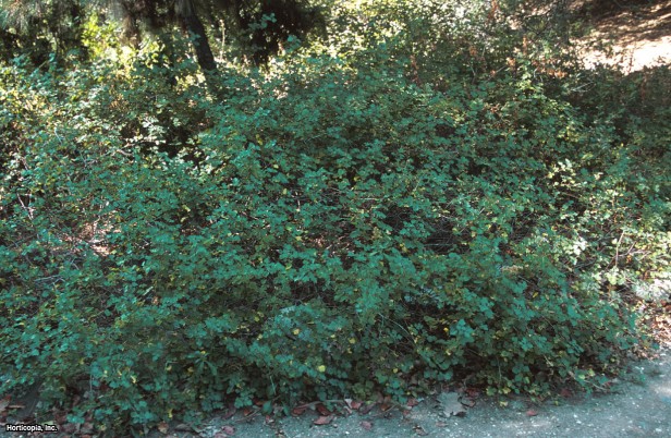 Üç Yapraklı Sumak