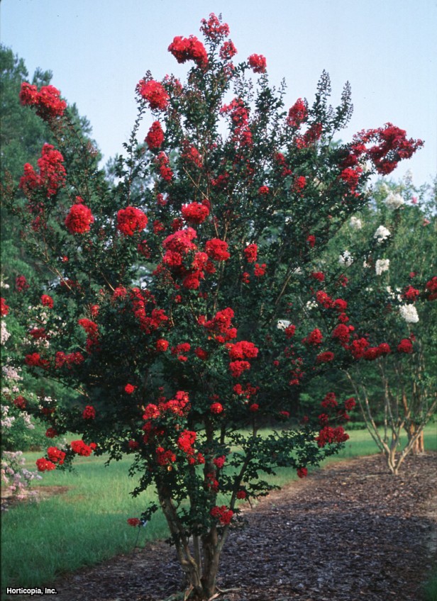 Crapemyrtle