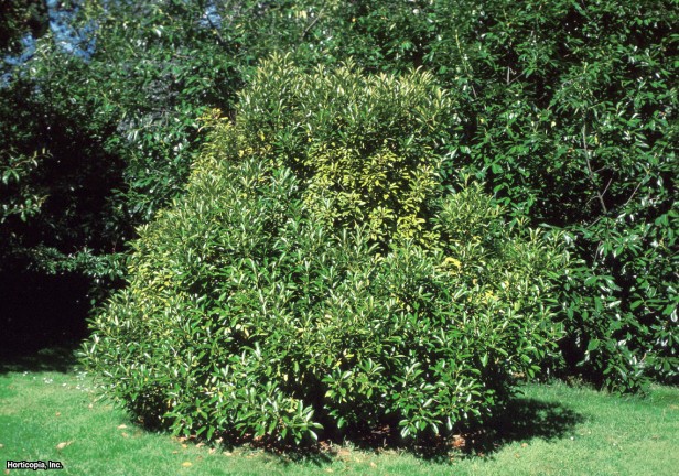 Japon Dökmeyen Meşe