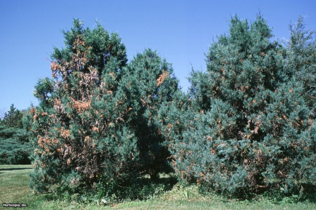 Colorado Kırmızı Sediri