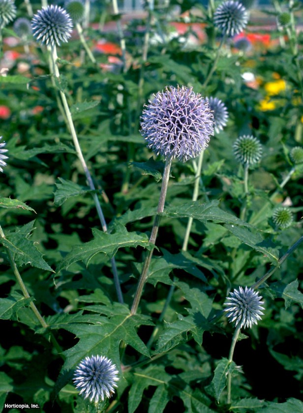 Küçük Küre Devedikeni