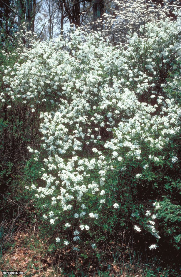 Ortak İnci Çalısı