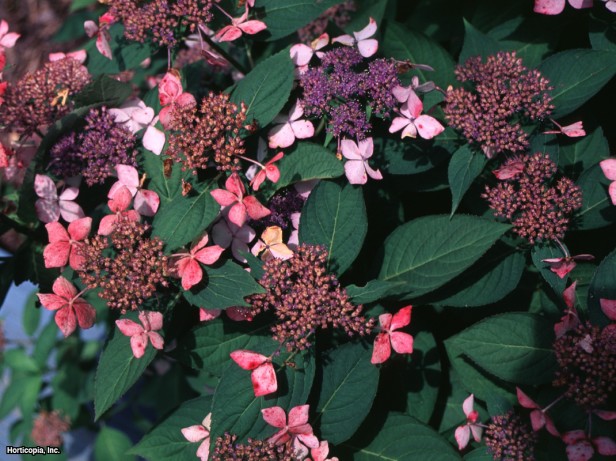 Testere Dişi Ortanca