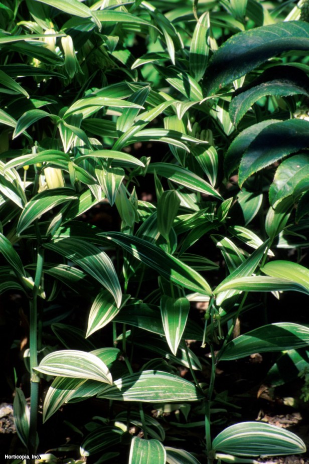 Japon Peri Çanları