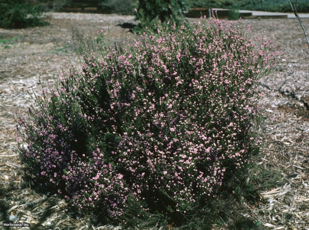 Pembe Cennetin Nefesi