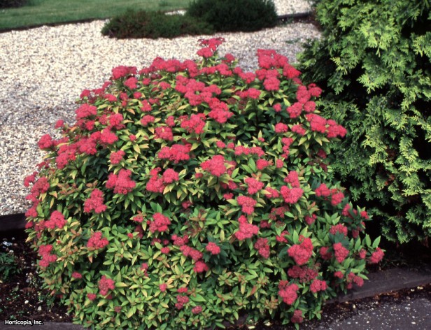Japonca Spirea