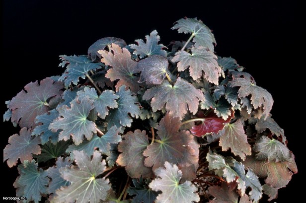 Taş kıran çiçeği