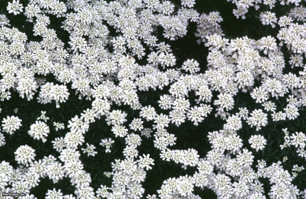 Yaprak dökmeyen şekerleme